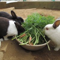 一日はやいX'masプレゼント
