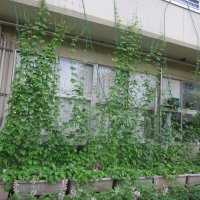 今日の花だん風景