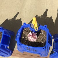 球根の花が咲き始めました。