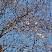 桜が咲きました