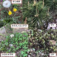 学校の敷地内の植物