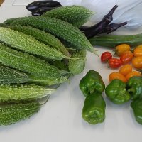 農園の野菜が収穫最盛期