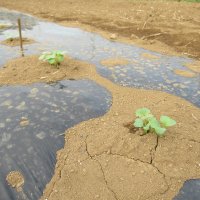 大根の芽が出ました