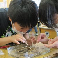 5年生 理科 メダカの卵をふ化させよう