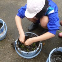 バケツ稲の田植えを行いました。