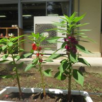 ホウセンカの花が咲いています!