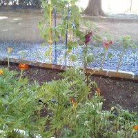 花壇への水やり