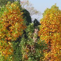 秋の紅葉