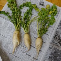 あおぎり農園の収穫