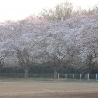 桜が見頃です