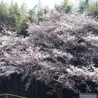 暖かい日になりました！