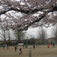 桜の開花と共に子どもたちの笑顔もいっぱい!