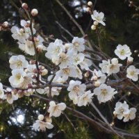 梅が咲いています。