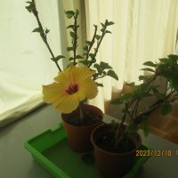 開花