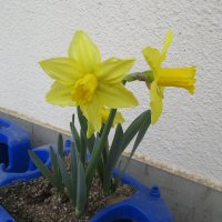 春が待ち遠しいです