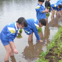 田植えをしました！