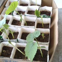【4年生】ツルレイシの芽が出ました