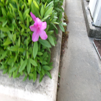校庭に咲く一輪の花