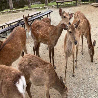 修学旅行３日目