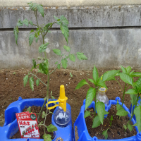 夏野菜を育てています