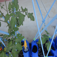 1年生のアサガオも2年生の野菜もすくすく育っています。