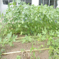 花壇のひまわりがすくすく育っています。